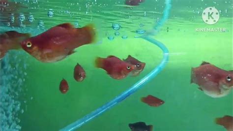 koi vet near me.